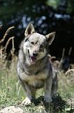 VASGOTASPETS 048
